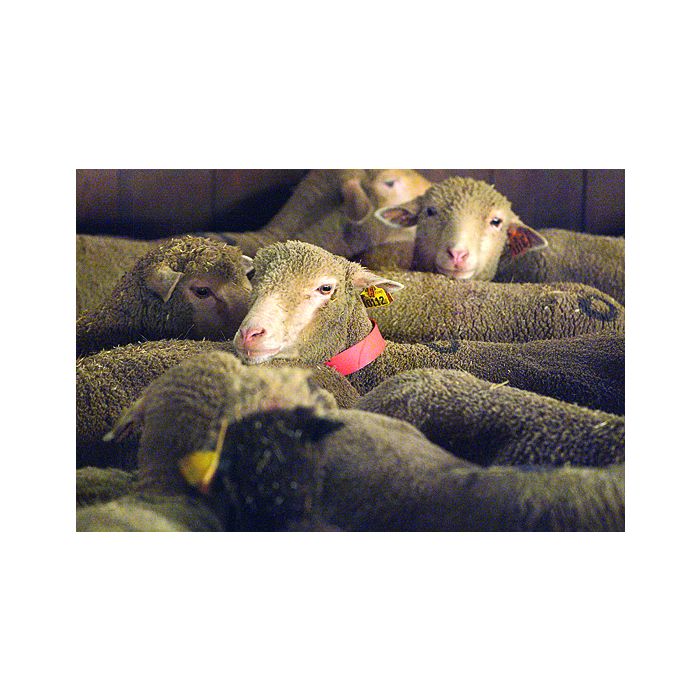 Collier plastique pour ovins orange X1