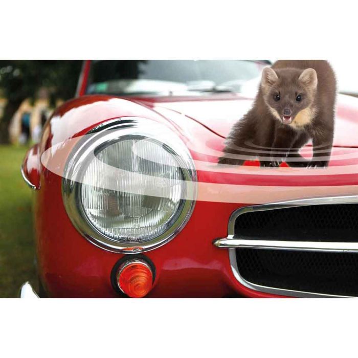 Anti-martre pour voiture SWISSINNO