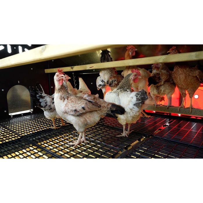 Poulailler pour 30 poules