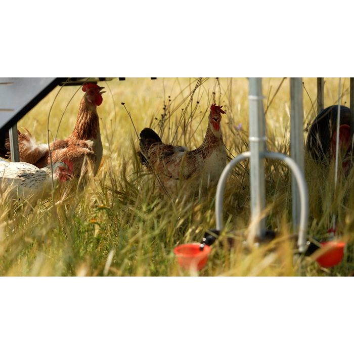 Poulailler pour 10 poules