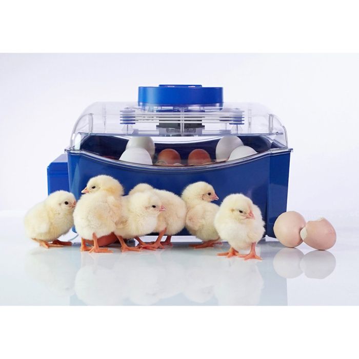 Couveuse LUMIA 16 œufs BOROTTO automatique