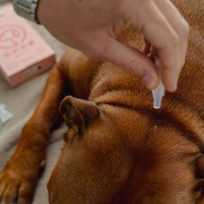 5 pipettes répulsives Spot-on 1 ml PURALIA