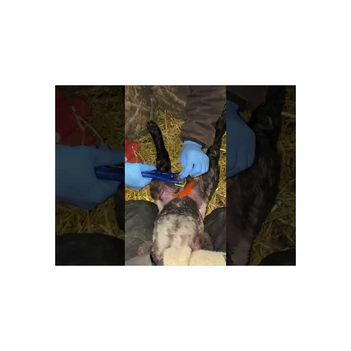 Mini testi grip pour agneaux UKAL