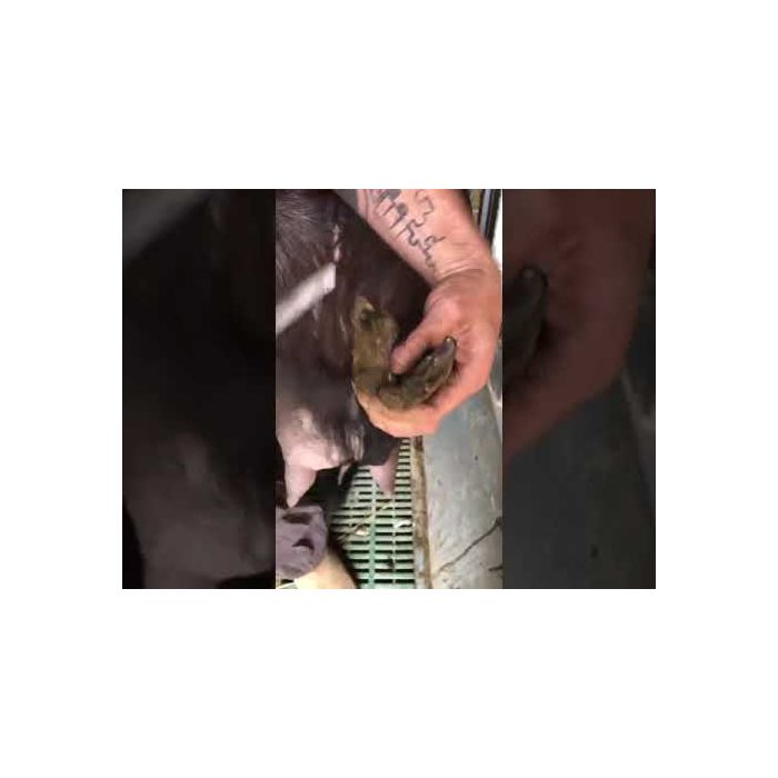 Lame pour cisaille à onglons électrique pour ovins UKAL