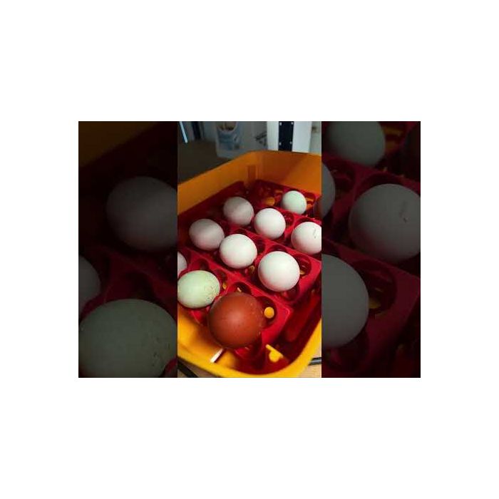 Poulailler 6 poules Harmony en plastique recyclé