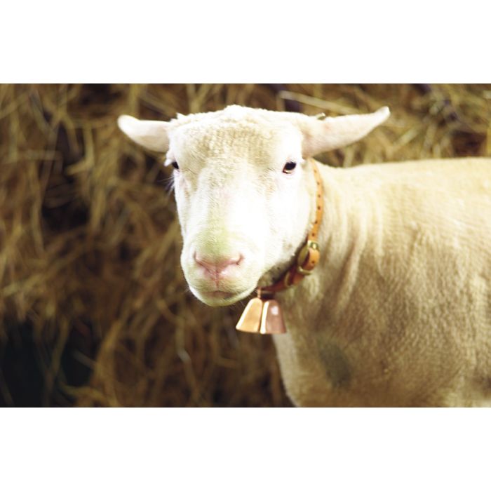 Cloche en acier cuivré 50 mm