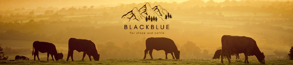 BlackBlue, rénettes, cloches, bovins