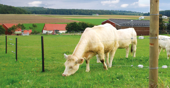 Electrificateur de cloture pour Bovins, Chevaux, Chèvres, Moutons