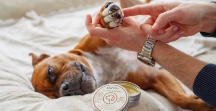 Comment prendre soin des pattes de son chien ? 