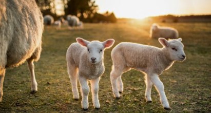Les bienfaits du colostrum chez les agneaux et chevreaux