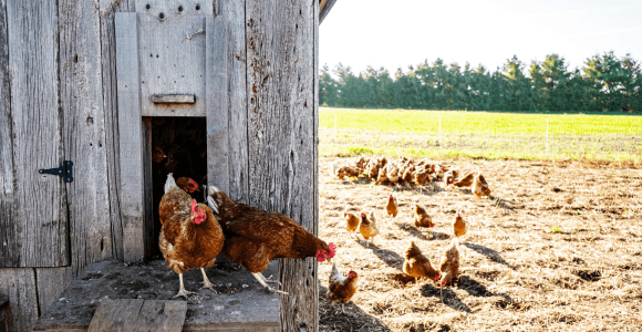 Bien préparer son poulailler pour l’hiver ?  