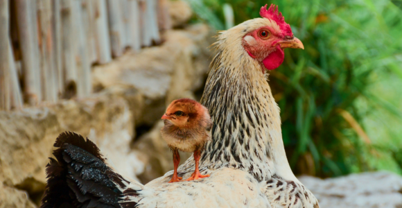 Comment sécuriser mon poulailler ? 