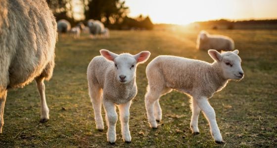 Les bienfaits du colostrum chez les agneaux et chevreaux