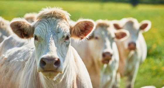 Comment installer une porte sur une clôture électrique ?