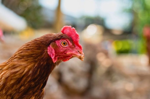 CONSEILS POUR BIEN ACCUEILLIR SES POULES