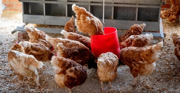  Quelle taille d’abreuvoir et de mangeoire pour poules ?