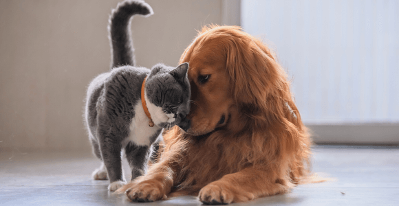 Les bienfaits des probiotiques sur les chiens et chats