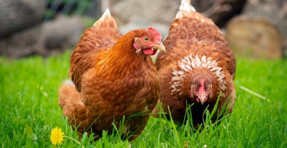 Pondoirs collectifs COPELE : une solution modulable, pratique et durable