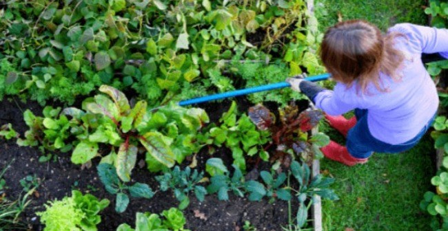 Réussir à coup sûr son désherbage