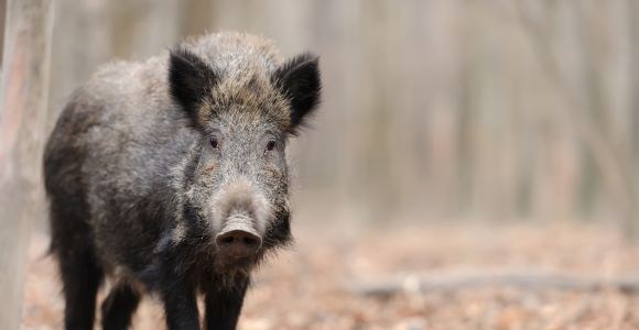 Protégez vos élevages de la peste 