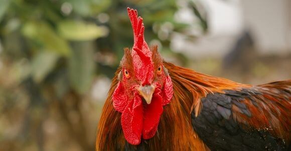 Booster le système immunitaire de vos volailles ? 