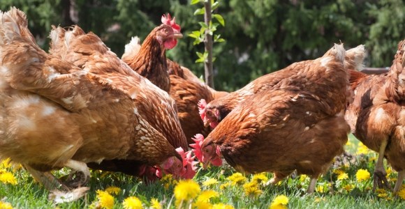 Comment lutter contre les poux chez les poules ?
