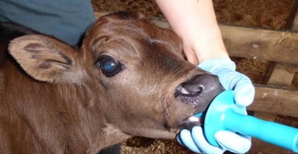 Qu'est-ce que la technique de drenchage ?