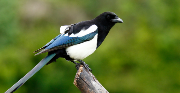 Nos astuces pour éloigner les pies de vos cultures